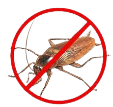 cokroach-removebg-preview